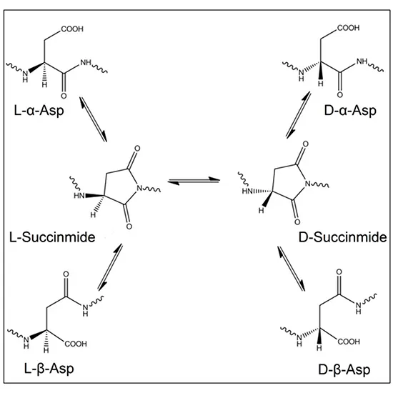 Amino Acids quantitative CSF 45 Amino Acid / Full Panel